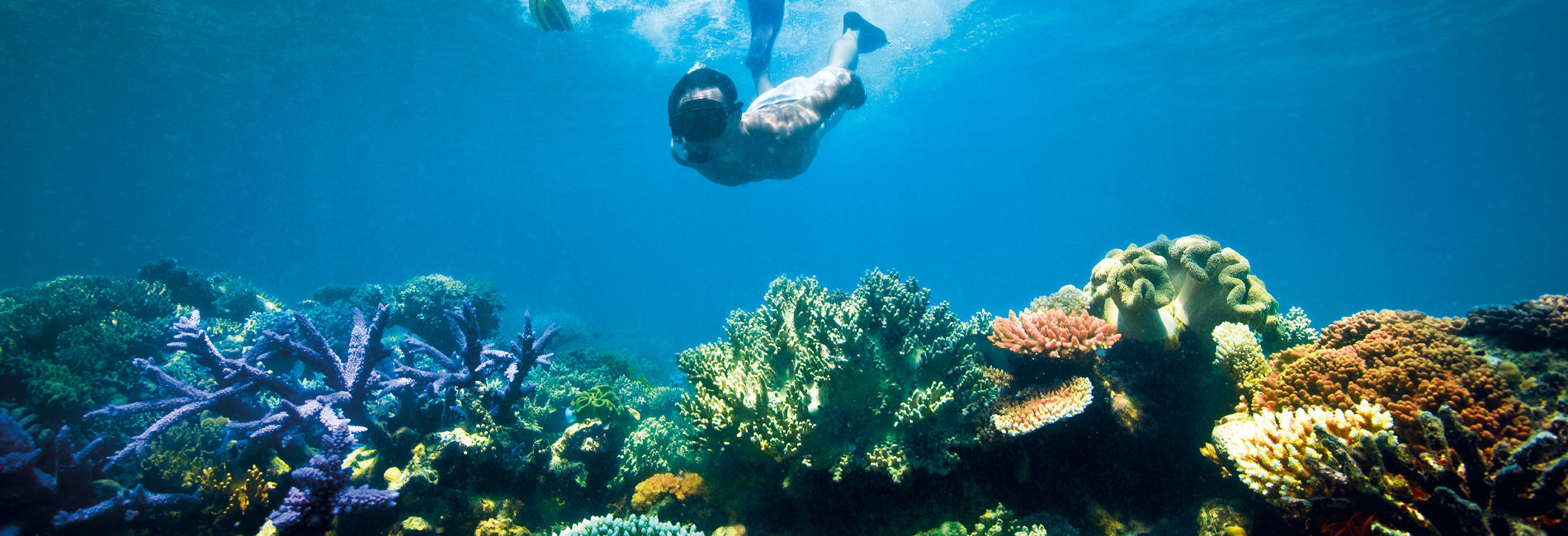 Great Barrier Reef Snorkeling Tours Snorkeling tour of the Great Barrier Reef, easily accessible from Port Douglas accommodation